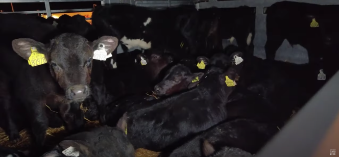 Image extraite de la vidéo de l’association L214 éthique et animaux intitulée : « Exportation de veaux nourrissons : une enquêtrice raconte », publiée sur YouTube le 10 juillet 2023.