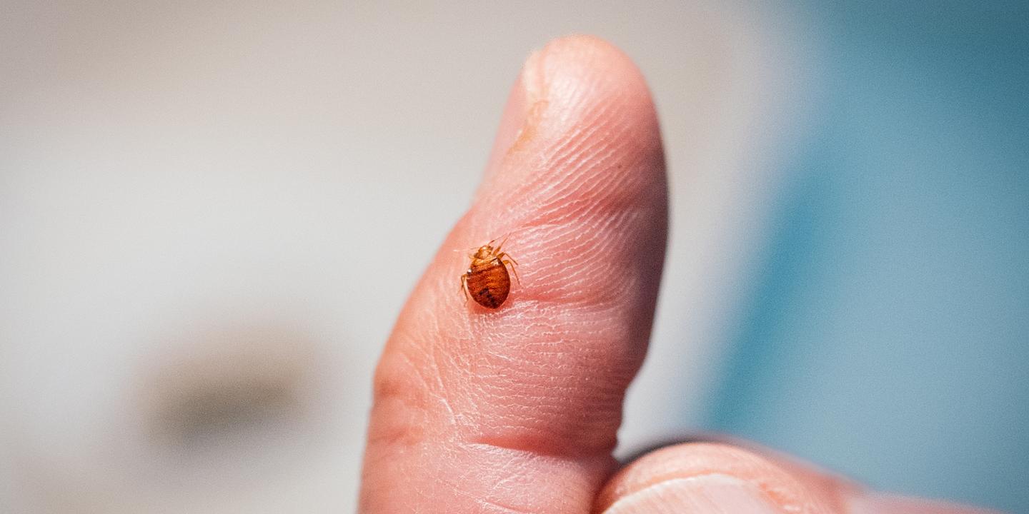 Bedbugs in France 'They can be found wherever people go'