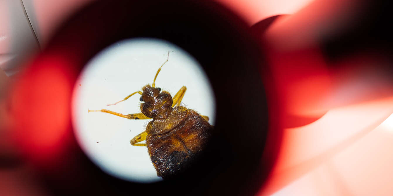 L'angoisse tenace des victimes des punaises de lit : « C'est l'insecte qui  déstabilise le plus l'être humain »