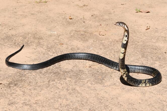 Le cobra noir et blanc (Naja savannula) occupe l’ensemble des savanes d’Afrique de l’Ouest.
