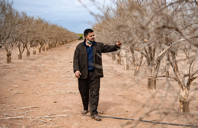 Un cultivateur marche au milieu d’orangers victimes de la sécheresse près d’Agadir, en octobre 2020.