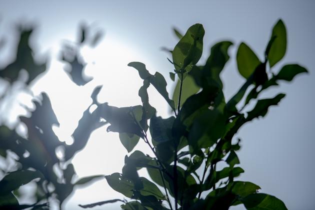 Un plant de coca, dans le département de Guaviare (Colombie), le 2 juin 2023.