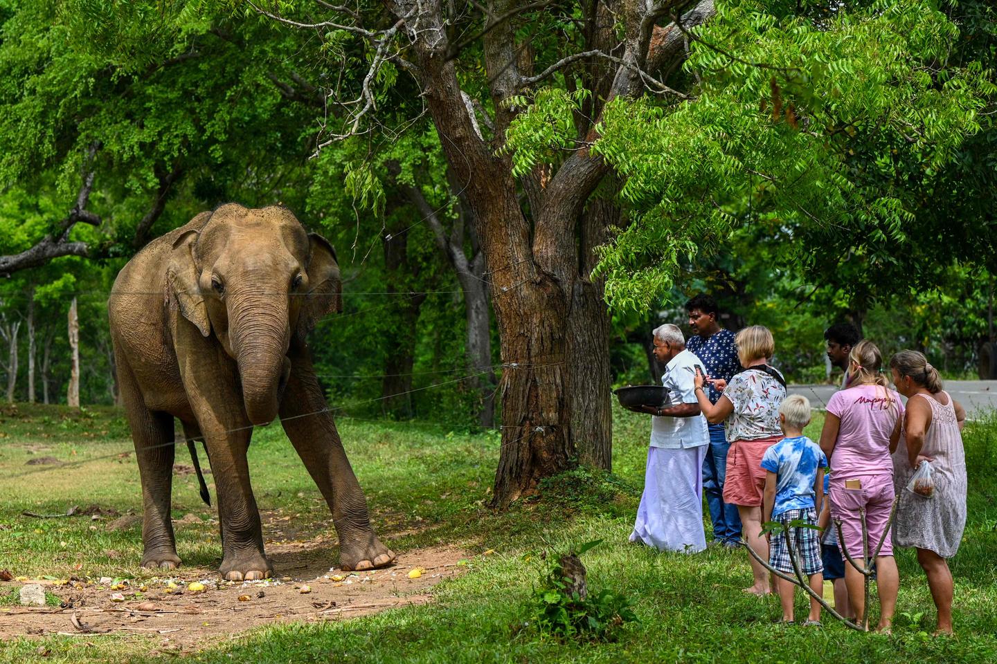 Sri Lanka expands antielephant fencing in hope of reducing attacks