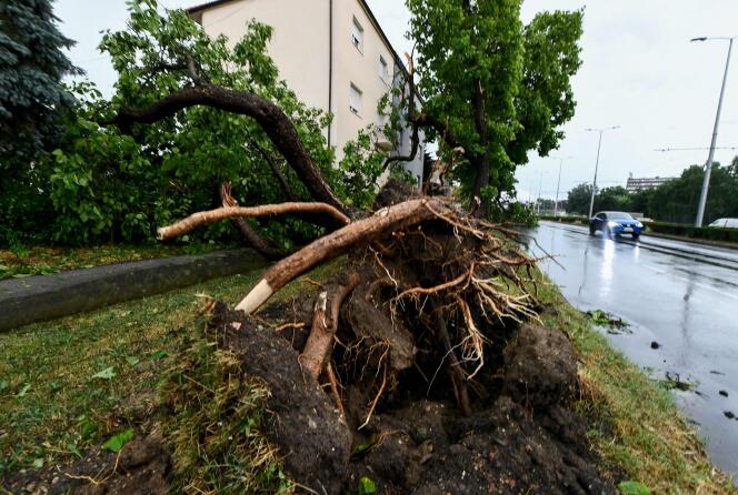 A car rides past fallen trees after a sudden storm in Zagreb, on July 19, 2023.
