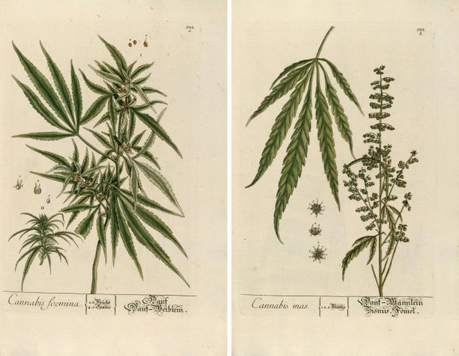 Planche 322a. et 322b. « Cannabis foemina » et « cannabis mas » issues du livre « Herbarium Blackwellianum » d’Elisabeth Blackwell (1757).