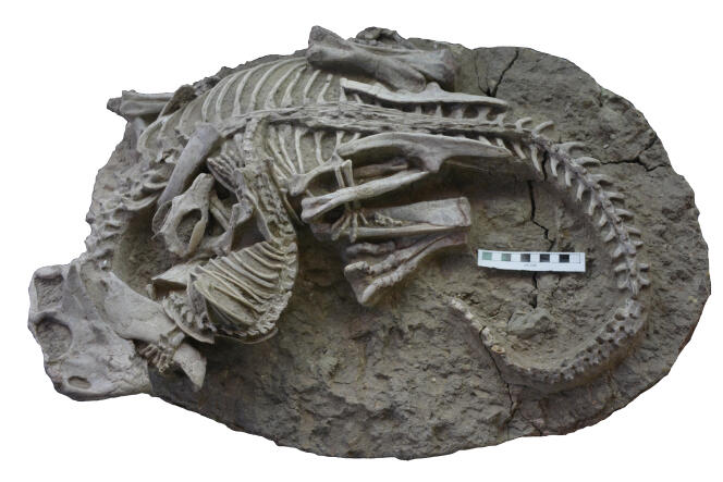 Squelettes de « Psittacosaurus » (dinosaure) et de « Repenomamus » (mammifère) enchevêtrés.
La barre d’échelle est égale à 10 cm.
