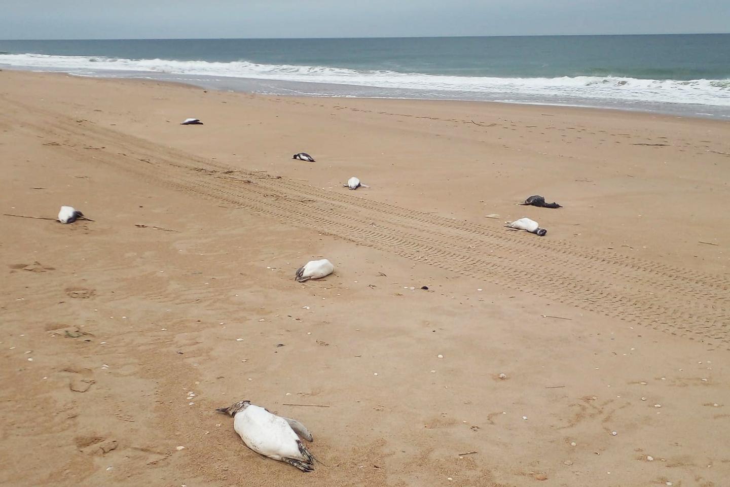 Cerca de 2.000 pingüinos encontrados muertos en playas uruguayas