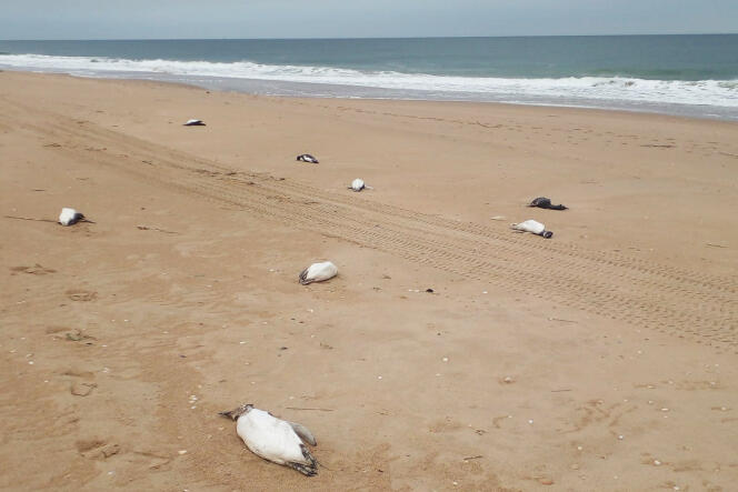 A dead penguin washed up on a beach in Uruguay's La Rocha region on July 20.