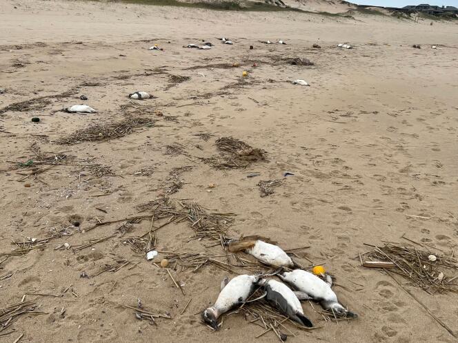 A dead penguin washed up on a beach in Uruguay's La Rocha region on July 20.