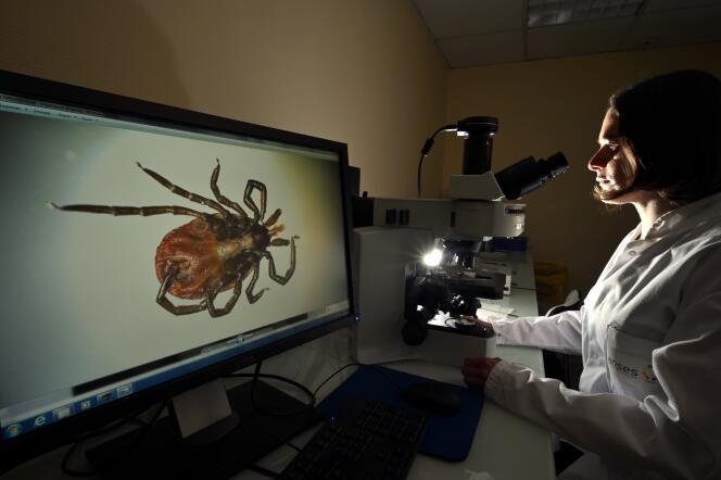 Laure BOURNEZ, head of the TIQUoJARDIN project, in front of a microscope with a female tick, in a rabies and wildlife laboratory of the National Agency for Food, Environmental and Occupational Health Safety in Malzéville, June 3, 2022.