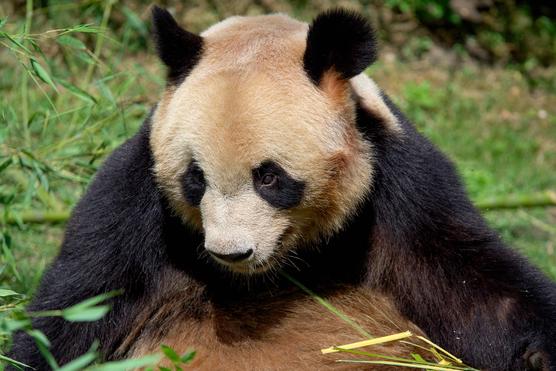 Yuan Meng, el primer bebé panda nacido en Francia en 2017, aparece en su recinto en el zoológico de Beauval en Saint-Aignan, centro de Francia, el 24 de julio de 2023, un día antes de volar a Chengdu, en la provincia de Sichuan, suroeste de China.