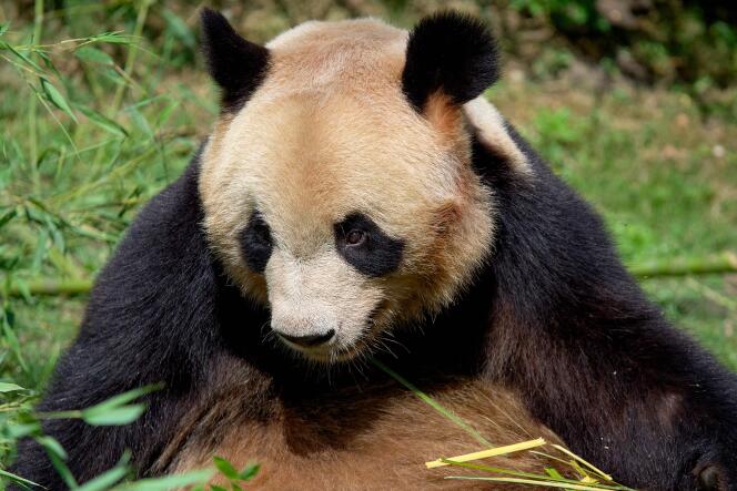 Yuan Meng, el primer bebé panda nacido en Francia en 2017, aparece en su recinto en el zoológico de Beauval en Saint-Aignan, centro de Francia, el 24 de julio de 2023, un día antes de volar a Chengdu, en la provincia de Sichuan, suroeste de China.  