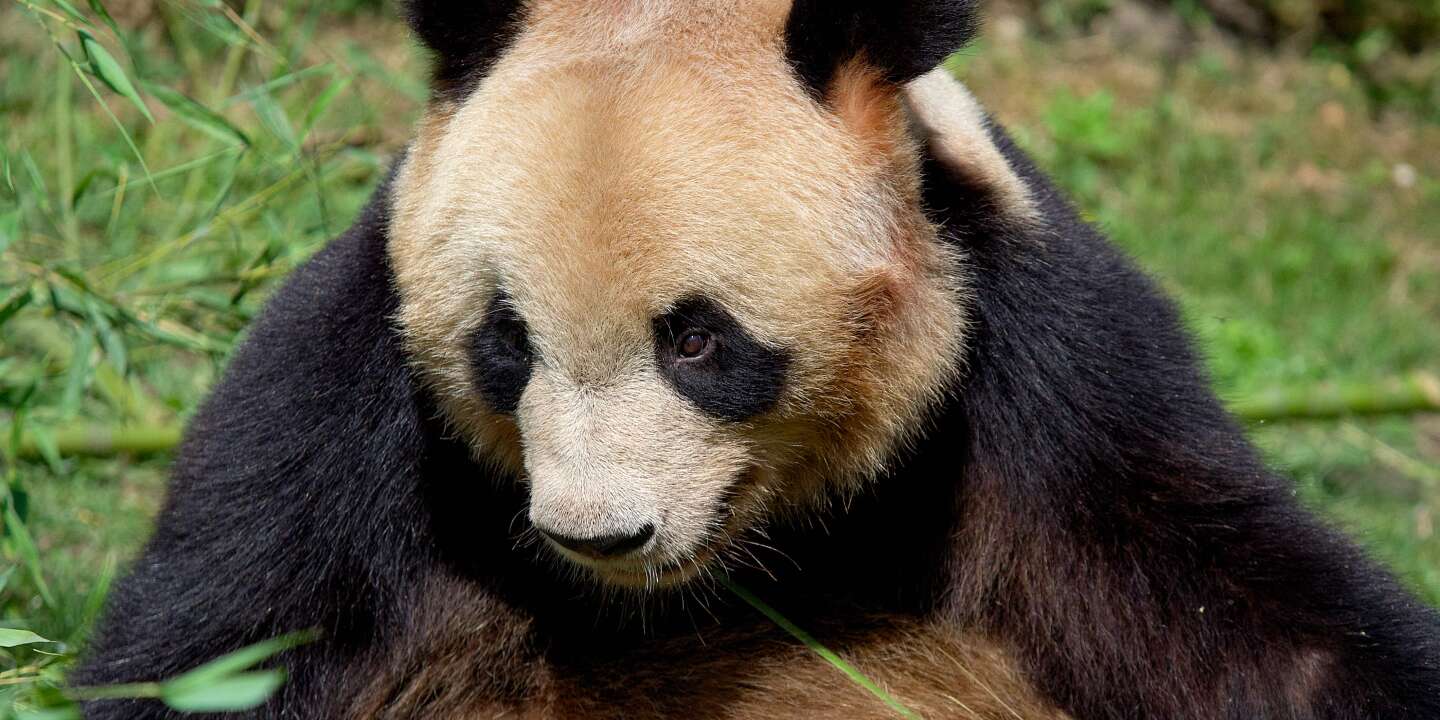  Bon voyage Yuan Meng  : le panda star quitte le zoo de Beauval sous les applaudissements