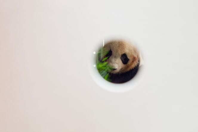 Yuan Meng, le premier bébé panda né en France en 2017, est vu à travers un trou dans sa boîte de transport au zoo de Beauval à Saint-Aignan, le 25 juillet 2023, avant d’être transporté à l’aéroport de Roissy pour s’envoler vers Chengdu, dans la province du Sichuan, en Chine.