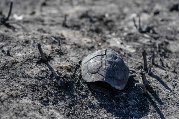 La carapace d’une tortue gît sur le sol, calcinée par le feu, près du village de Loutses sur l’île grecque de Corfou, le 27 juillet 2023.