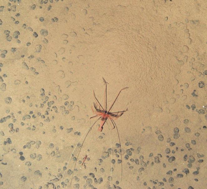 An image made available by the National Oceanography Center on July 24, 2023, shows a shrimp with a set of elongated, spiky legs, discovered in the Clarion-Clipperton Zone (CCZ).