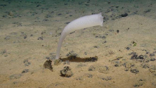 An image made available by the National Oceanography Center on July 24, 2023, shows a marine creature found in the Clarion-Clipperton Zone (CCZ) in the Pacific. More than 5,500 species have been recorded there, many of them unknown.