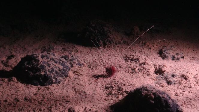 An image made available by the National Oceanography Center on July 24, 2023, shows a sea creature found in the Clarion-Clipperton Zone (CCZ) in the Pacific. 