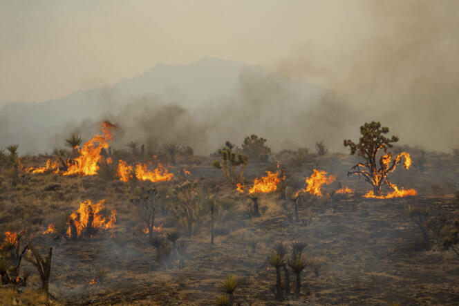 Le « York Fire »  détruit des arbres de Josué dans la Mojave National Preserve, aux Etats-Unis, le 30 juillet 2023.