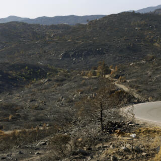 Deers are seen eating at a burned area following a wildfire in the island of Rhodes, Greece. 1 August 2023. Louiza Vradi for Le Monde