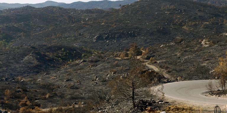 LOUIZA VRADI FOR LE MONDE Deers are seen eating at a burned area following a wildfire in the island of Rhodes, Greece. 1 August 2023. Louiza Vradi for Le Monde