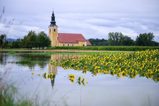 Un champ de tournesols inondé, le 5 août 2023, près du village de Drama, en Slovénie, où la rivière Krka a débordé.
