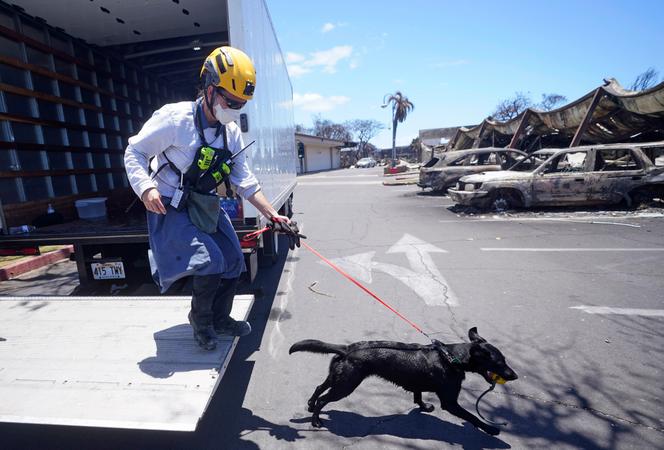 A member of a search-and-rescue team walks with her cadaver dog near Front Street, Saturday, August 12, 2023, in Lahaina, Hawaii, following a destructive wildfire.