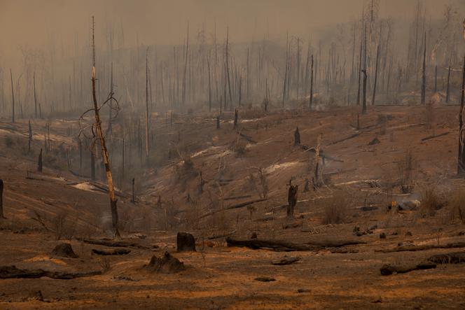 A forest is decimated by the Oak Fire near Mariposa, California, on July 24, 2022.
