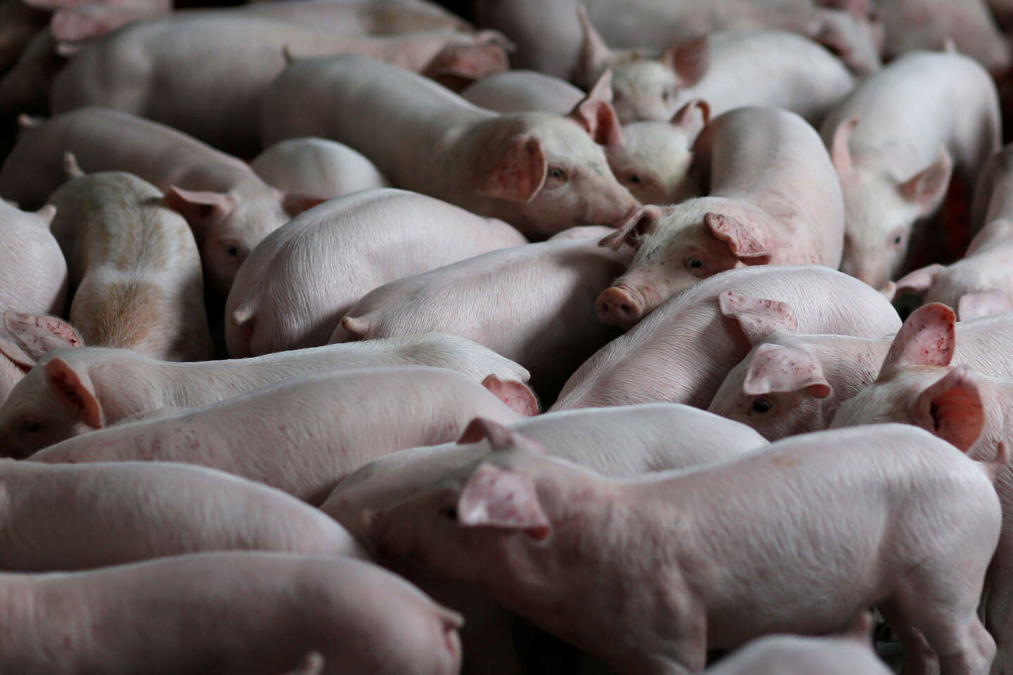 Bretagne : une éleveuse condamnée pour la coupe systématique de la queue des cochons
