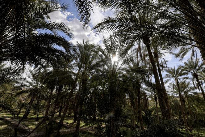 The Nefta oasis in south-west Tunisia, where Guinean migrants Alpha Oumar and Ibrahima were able to rest after surviving the hell of the Tunisian-Algerian border.