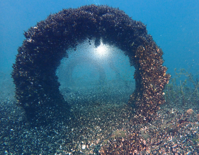 Quagga mussels colonize the bottom of Lake Geneva.