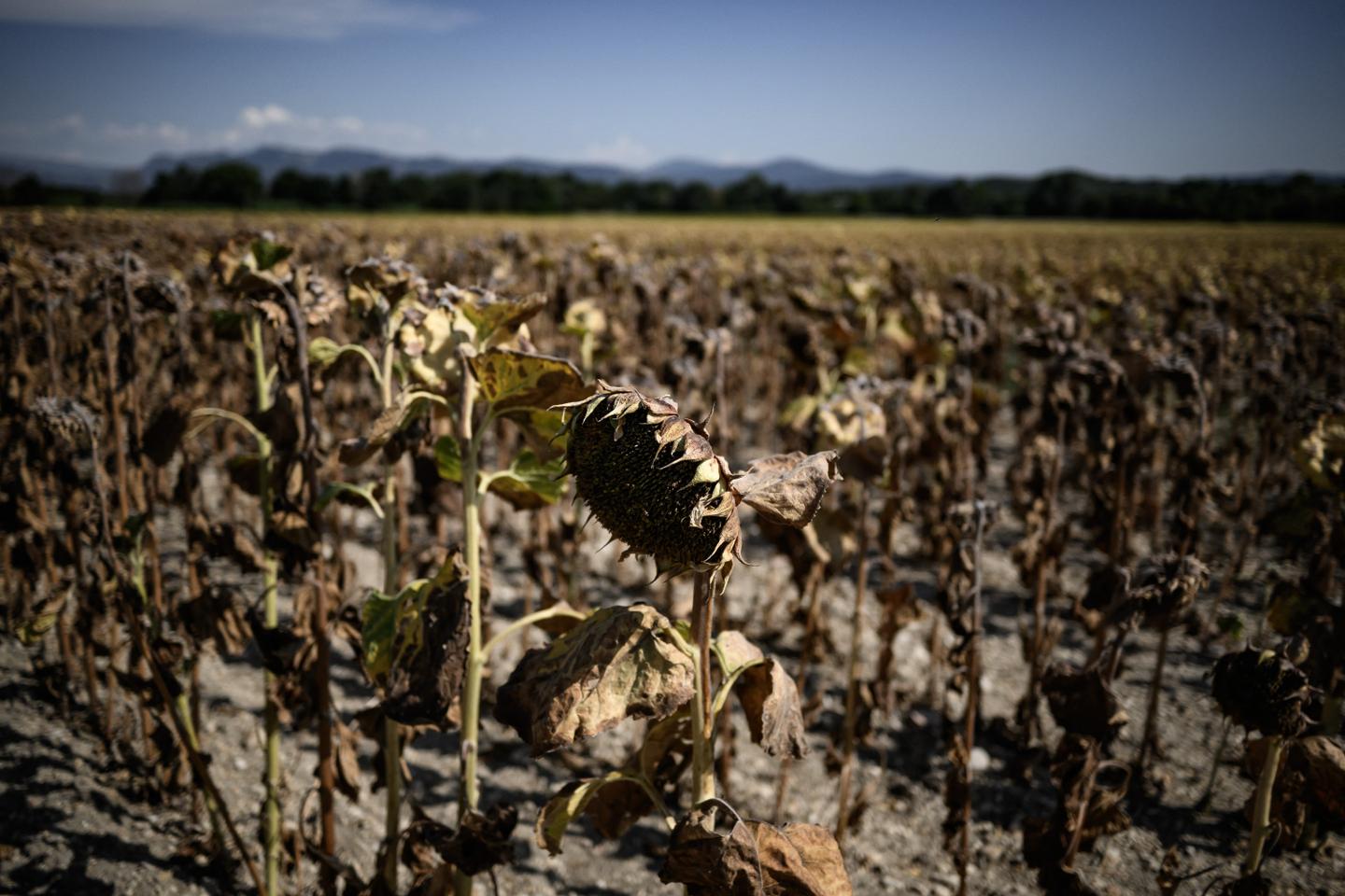 Qu’estce qu’une canicule tardive, et quelles sont ses conséquences ? Comprendre en trois