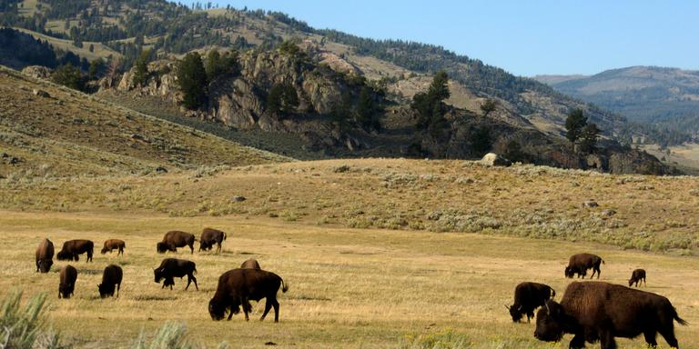Matthew Brown / AP FILE - A herd of bison grazes in the Lamar Valley of Yellowstone National Park on Aug. 3, 2016. Yellowstone National Park officials say they had to kill a newborn bison because its herd wouldn't take the animal back after a man picked it up. Park officials say in a statement the calf became separated from its mother when the herd crossed the Lamar River in northeastern Yellowstone on Saturday, May 20, 2023. (AP Photo/Matthew Brown, File)