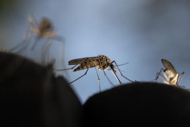 L’anophèle est le moustique vecteur du parasite responsable du paludisme.