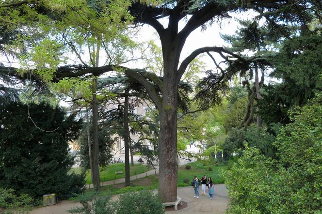 The Lebanese cedar in the Jardin des Plantes.