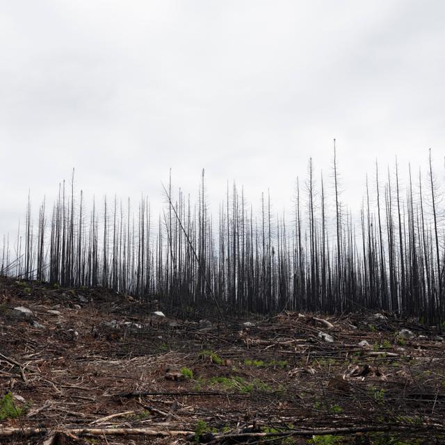 GUILLAUME SIMONEAU FOR LE MONDE Fire-burned forest #344 southeast of Senneterre, Senneterre, Quebec, Canada, August 26, 2023