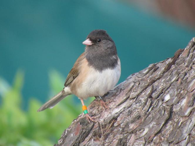 A dark-eyed junco on the campus of the University of California, Los Angeles, in April 2017.