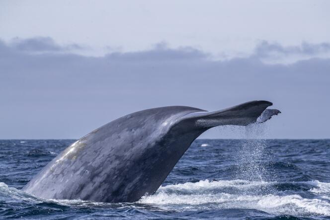 Tre secoli fa le balene non erano così numerose come pensavamo