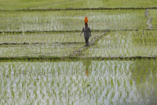 Une rizière, à Srinagar, en Inde, le 19 juin 2023. 