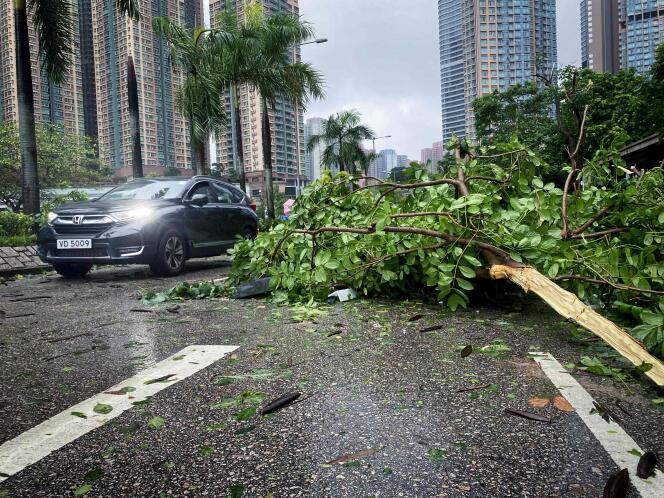 Une voiture contourne un arbre déraciné, tombé sur la route après le passage du typhon Saola, à Hongkong, le 2 septembre 2023.