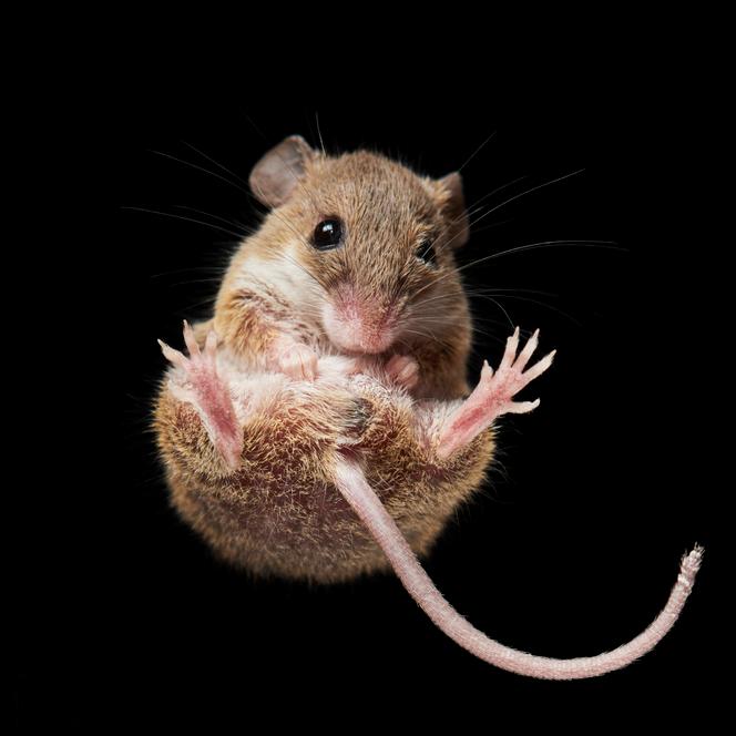 An African pygmy mouse.
