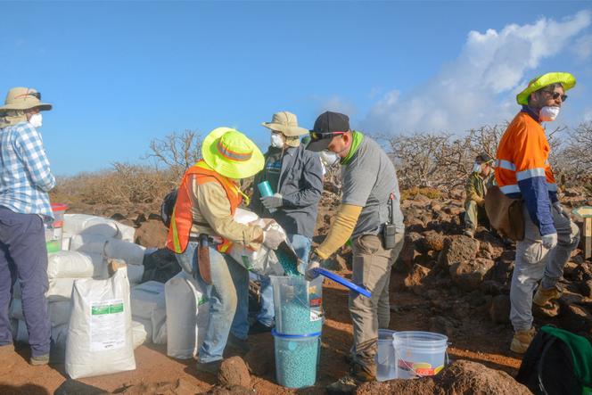 Rangers carry buckets of rat poison on the island of North Seymour to combat the invasion of black rats in the Galapagos archipelago, January 16, 2019.