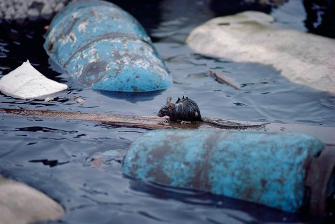 Black rat (Rattus rattus) on Santa Cruz Island, Galapagos Islands (Ecuador).