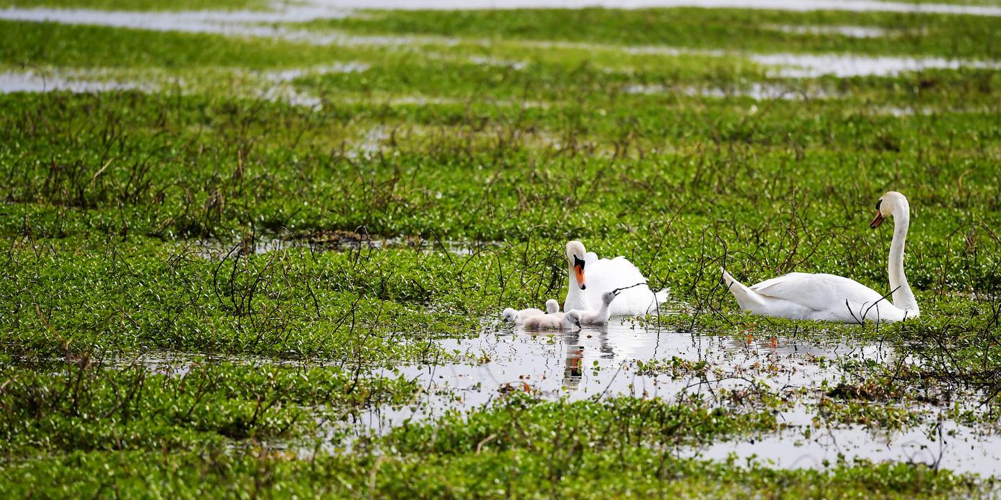 Invasive alien species: A global threat to biodiversity