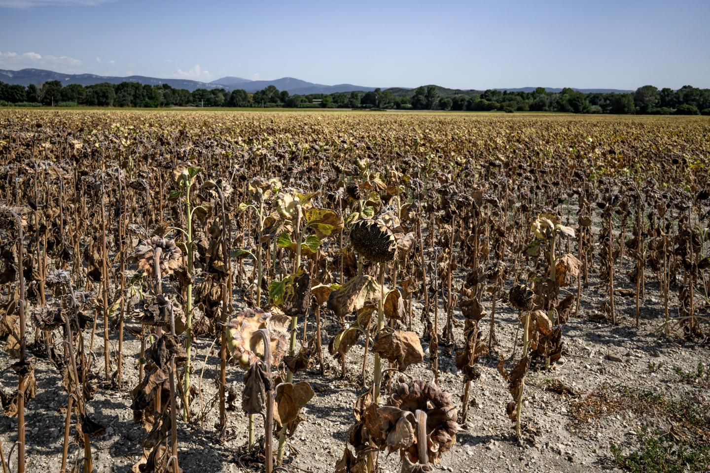 Alors qu’une nouvelle vague de chaleur s’installe, Météo-France revient ...