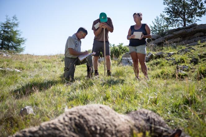 After a wolf attack, an agent from the Office Français de la Biodiversité draws up a damage report with a farmer and a shepherdess