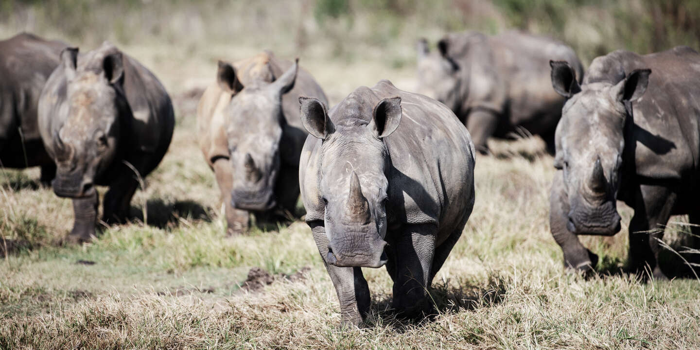 Le plus grand élevage de rhinocéros au monde sauvé par une ONG en Afrique du Sud