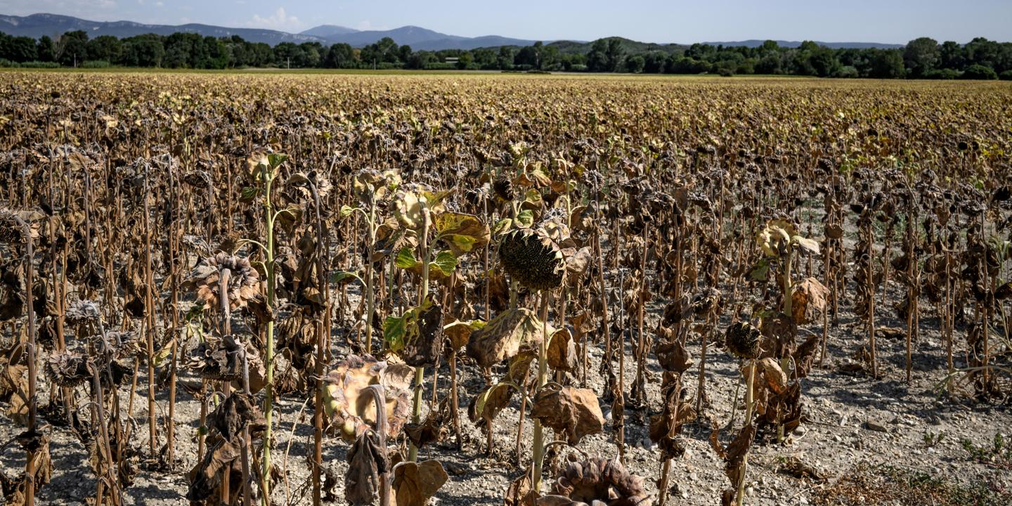 Alors qu’une nouvelle vague de chaleur s’installe, Météo-France revient ...