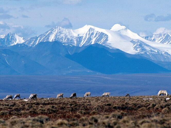 Le ministère de l’intérieur américain a annulé sept permis d’exploitation autorisés sous le président Donald Trump dans une zone protégée du nord de l’Alaska, l’Arctic National Wildlife Refuge (ici, en 2001).