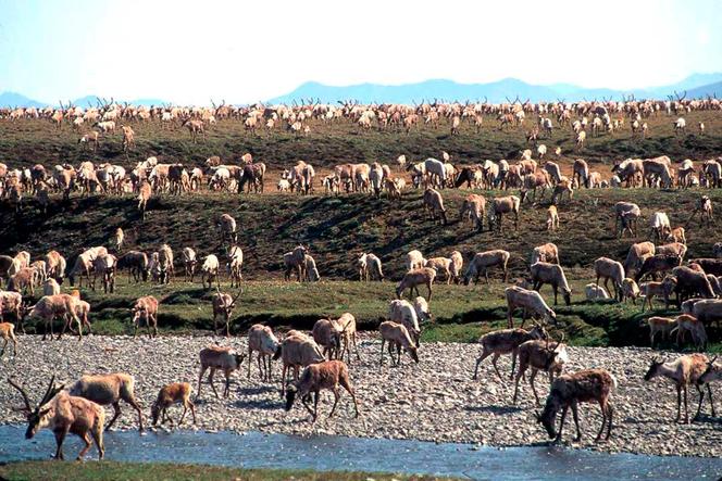 In this undated file photo provided by the US Fish and Wildlife Service, caribou from the Porcupine caribou herd migrate onto the coastal plain of the Arctic National Wildlife Refuge in northeast Alaska.